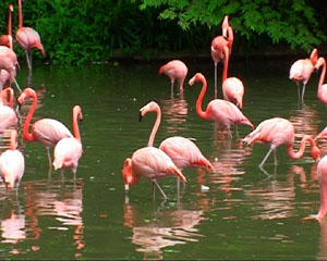 flamingo chennai