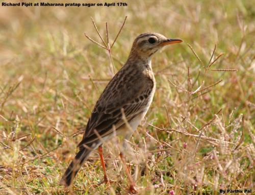 Indian Wild Life Club